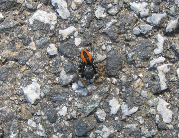 Philaeus chrysops